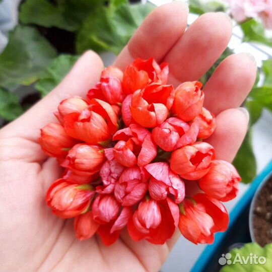 Пеларгония Red Pandora