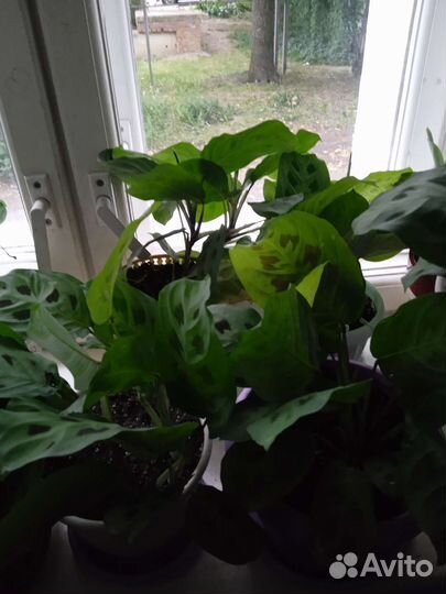 Комнатные растения