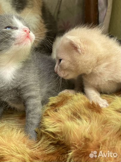 Кошка в дар