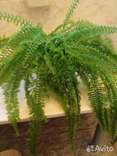 Папоротник