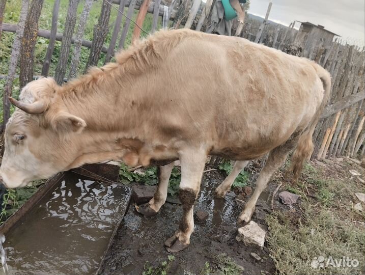 Быки большой торг