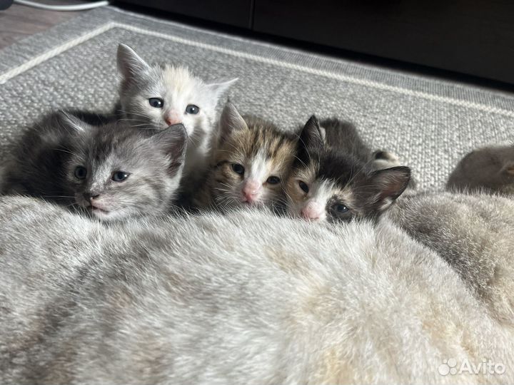 Котята в добрые руки бесплатно