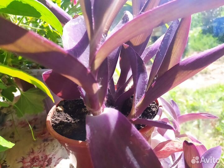 Традесканция фиолетовая кордилина