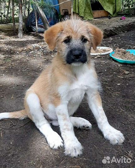 Будущая охрана - 1.5 мес