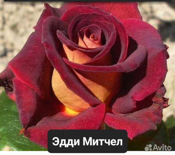 Чайно-гибридные розы