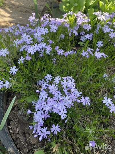 Флокс шиловидный и колокольчик белый