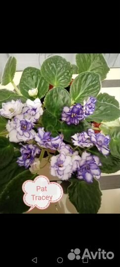 Фиалки (наборы деток)