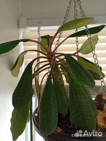 Растение Молочай