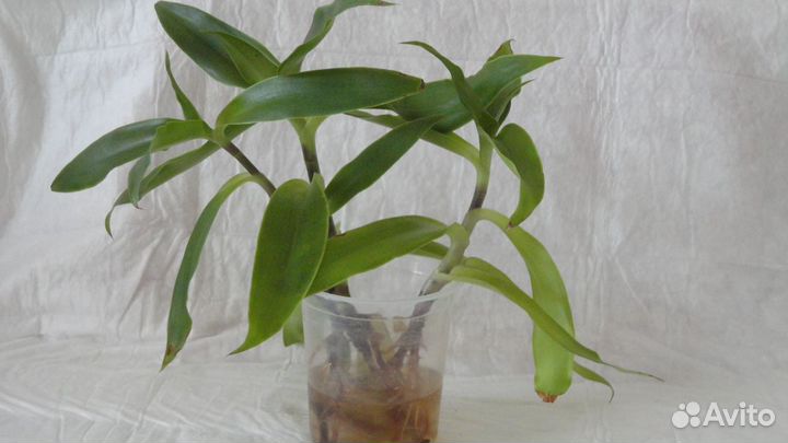 Черенки укорененные-Золотойус - лечебный