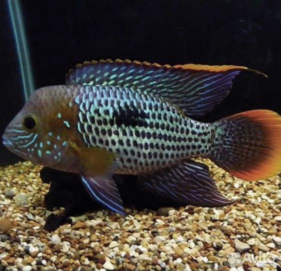 Цихлиды. Цихлазома Бриллиантовая. Акара Бирюзовая