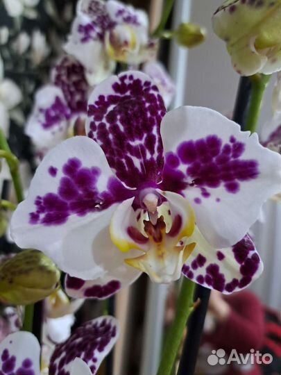 Орхидея фаленопсис бабочка