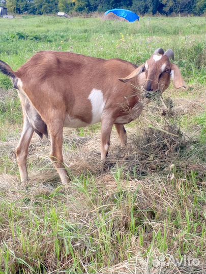 Козочка нубийская, дойные козы