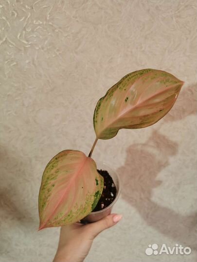 Аглаонема Miracle pink