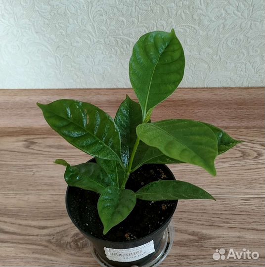 Табернемонтана (отросток)