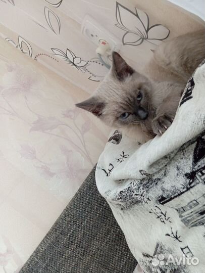 Отдам бесплатно