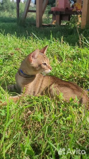 Ручные чаузи: мини-рысь