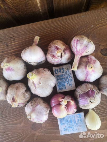 Чеснок зимний