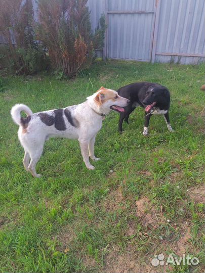 Пират в добрые руки