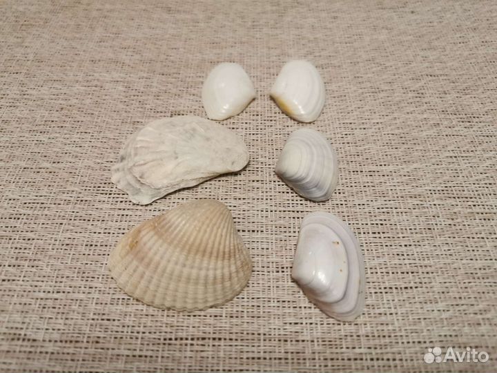 Морские ракушки