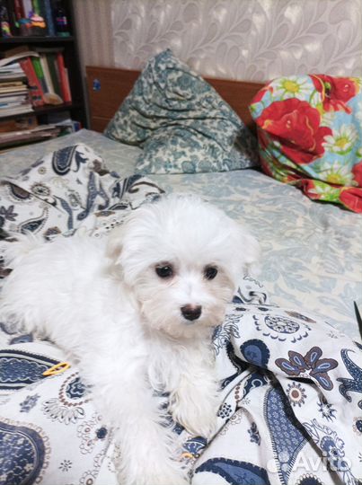 Щенок болонки девочка