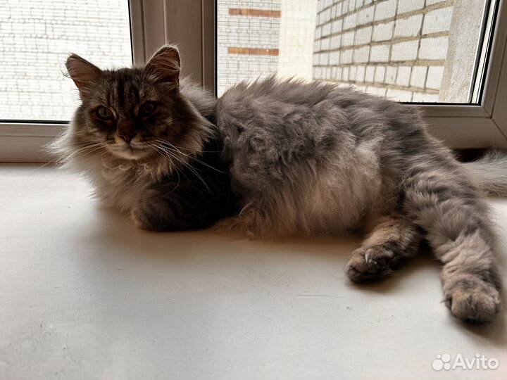 Отдам бесплатно