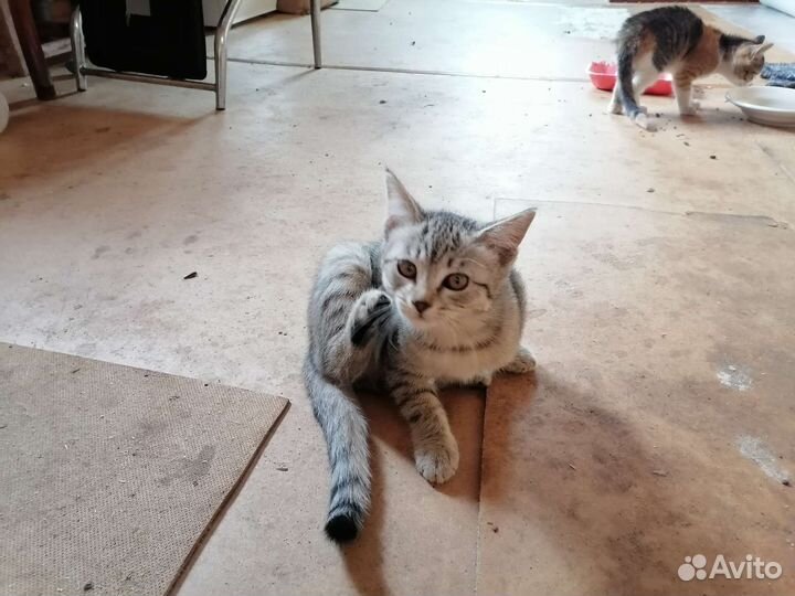 Отдам бесплатно котят