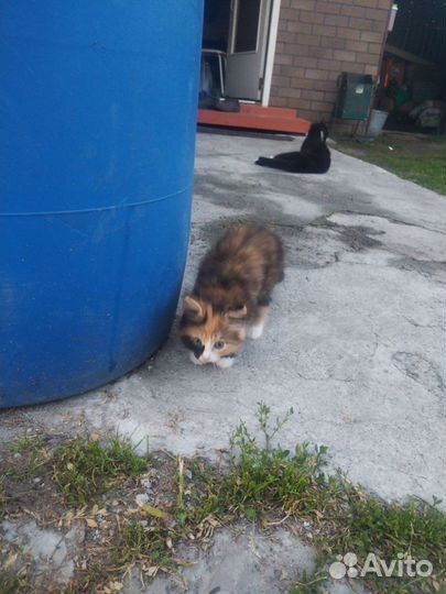 Кошка
