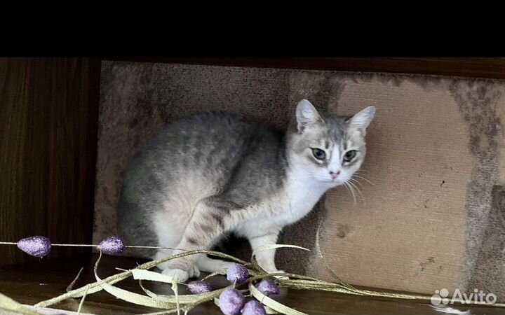 Красавица кошка