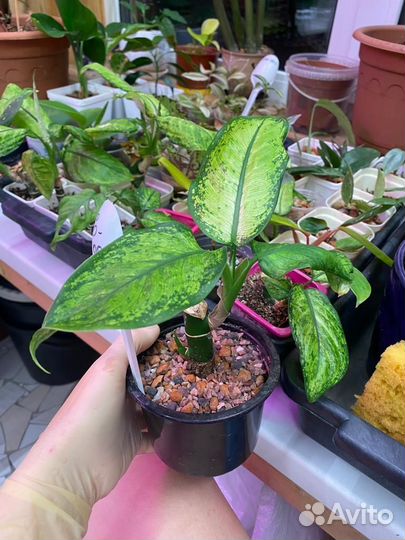 Домашние цветы