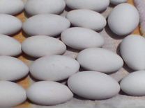 Продаются гусиные яйца для инкубатора