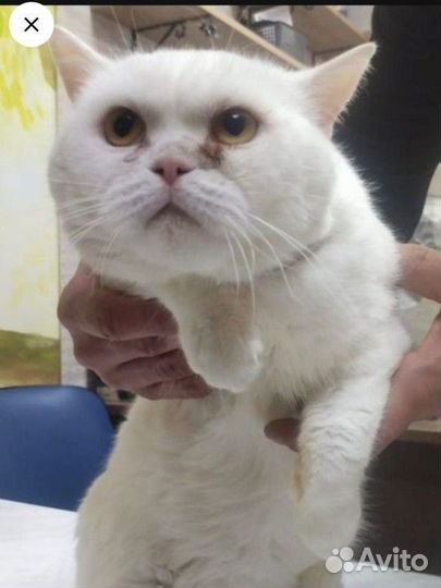 Котик ищет дом