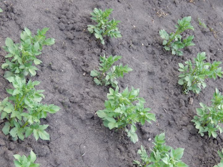 Дача 40 м² на участке 7 сот.