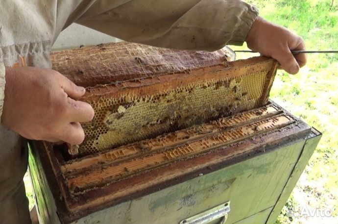 Мед натуральный из Алтая опт min 16kg
