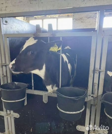 Телята бычки