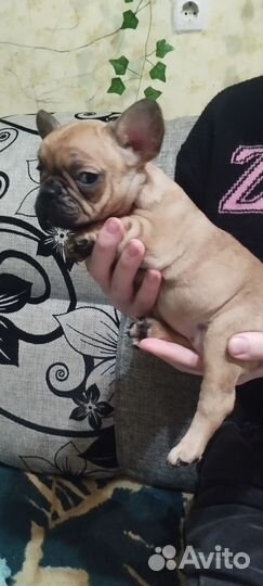 Французские бульдожки