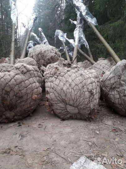 Липа,Рябина деревья от 3 метров