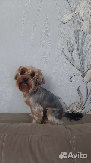 Мальчик, Йорк, три года,ищет девочку