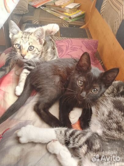 Котята отдам бесплатно