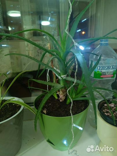 Комнатные растения