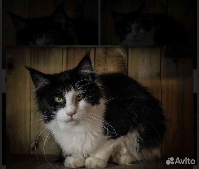 Кошки и котики в дар