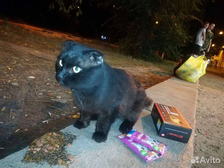 Шотландский кот (кошка) потеряшка