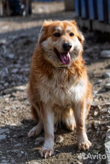 Собака в добрые руки