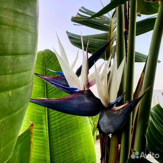 Продам саженцы Стрелиции Николая