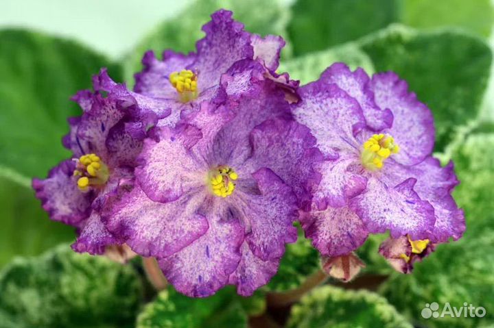 Фиалки 75 сортов