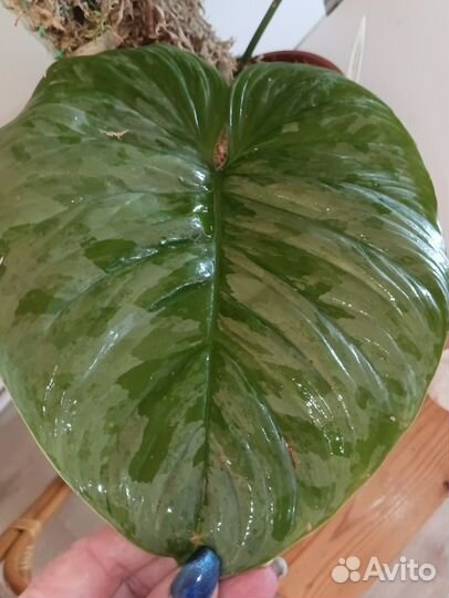 Филодендрон Маджестик