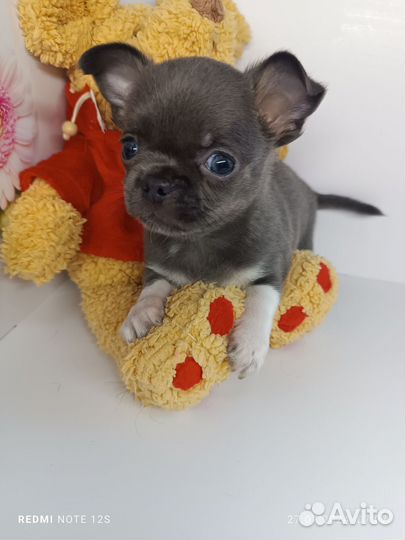 Малыш Тимоша