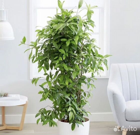 Драцена Годсефа (суркулоза)