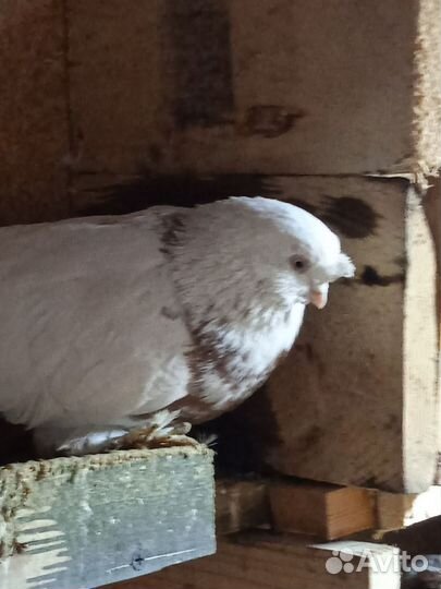 Голуби узбекские