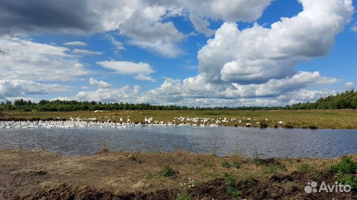 Гуси молодые порода Линда