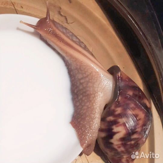 Улитка ахатина